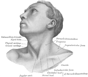 Head and Neck - Gray1194